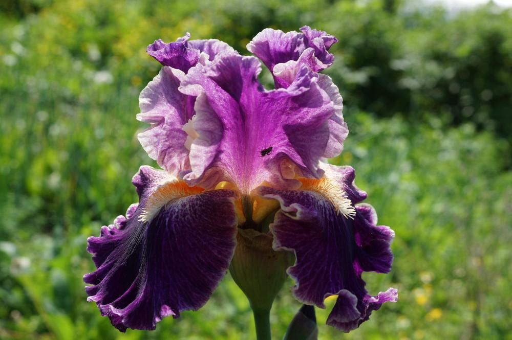 Photo of Tall Bearded Iris (Iris 'Fancy Woman') uploaded by cinizmprotasov