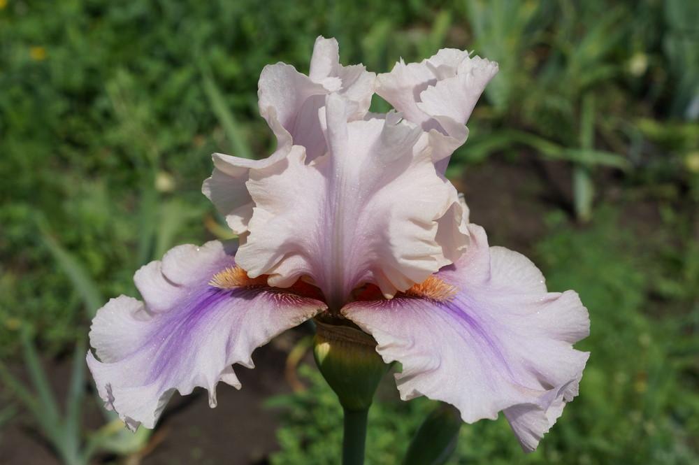 Photo of Tall Bearded Iris (Iris 'Begin Flirting') uploaded by cinizmprotasov