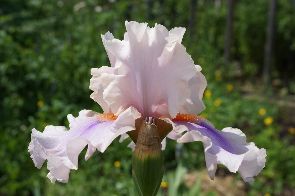 Photo of Tall Bearded Iris (Iris 'Begin Flirting') uploaded by cinizmprotasov