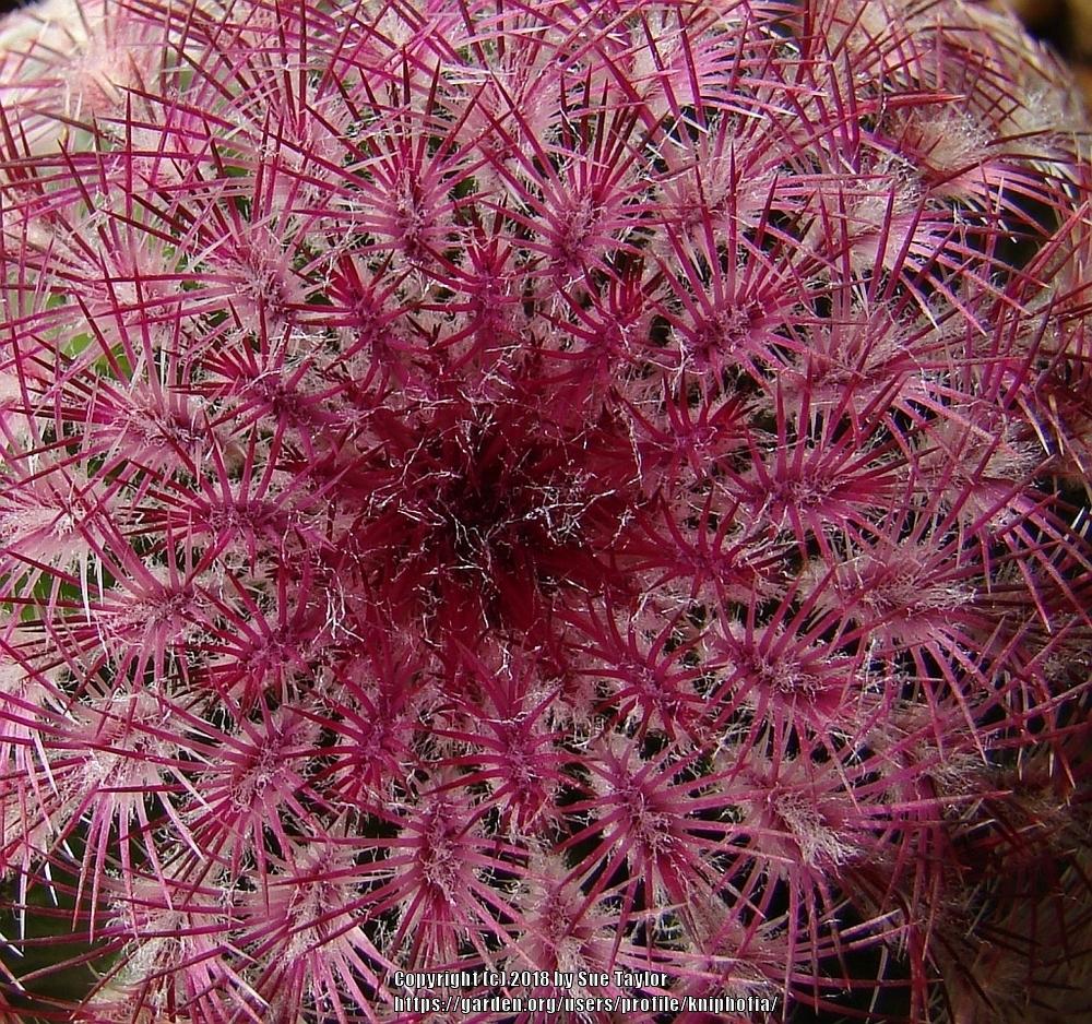 Photo of Arizona Ruby Rainbow Hedgehog Cactus (Echinocereus rigidissimus subsp. rubispinus) uploaded by kniphofia
