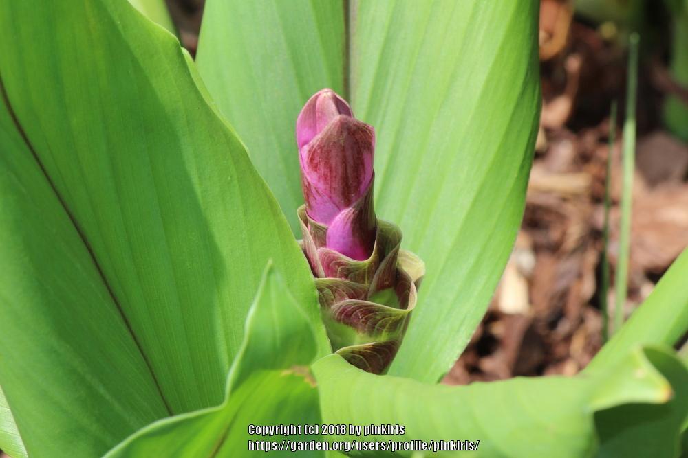Photo of Siam Tulip (Curcuma alismatifolia) uploaded by pinkiris