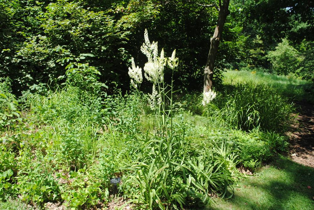 Photo of Virginia Bunchflower (Veratrum virginicum) uploaded by ILPARW