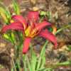 New for 2018, from O'Bannon Springs Daylilies. Small, bright rasp