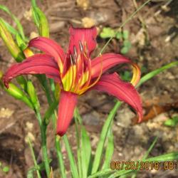 Location: My 6b garden
Date: 2018-06-29
New for 2018, from O'Bannon Springs Daylilies. Small, bright rasp