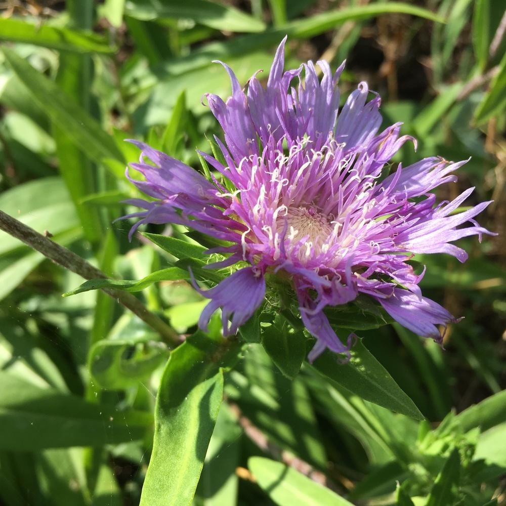 Photo of Stokes' Aster (Stokesia laevis) uploaded by csandt