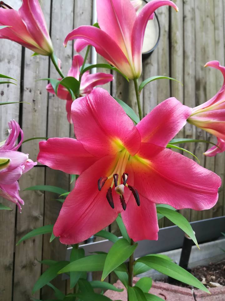Photo of Lily (Lilium 'Thea') uploaded by edlee1881