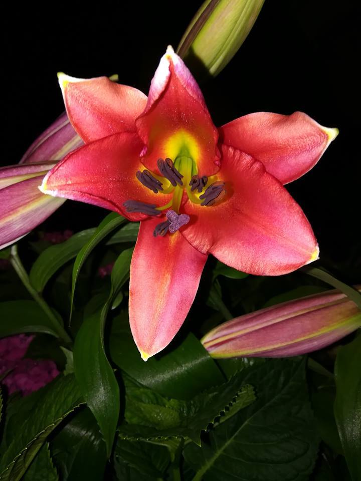 Photo of Lily (Lilium 'Satisfaction') uploaded by edlee1881