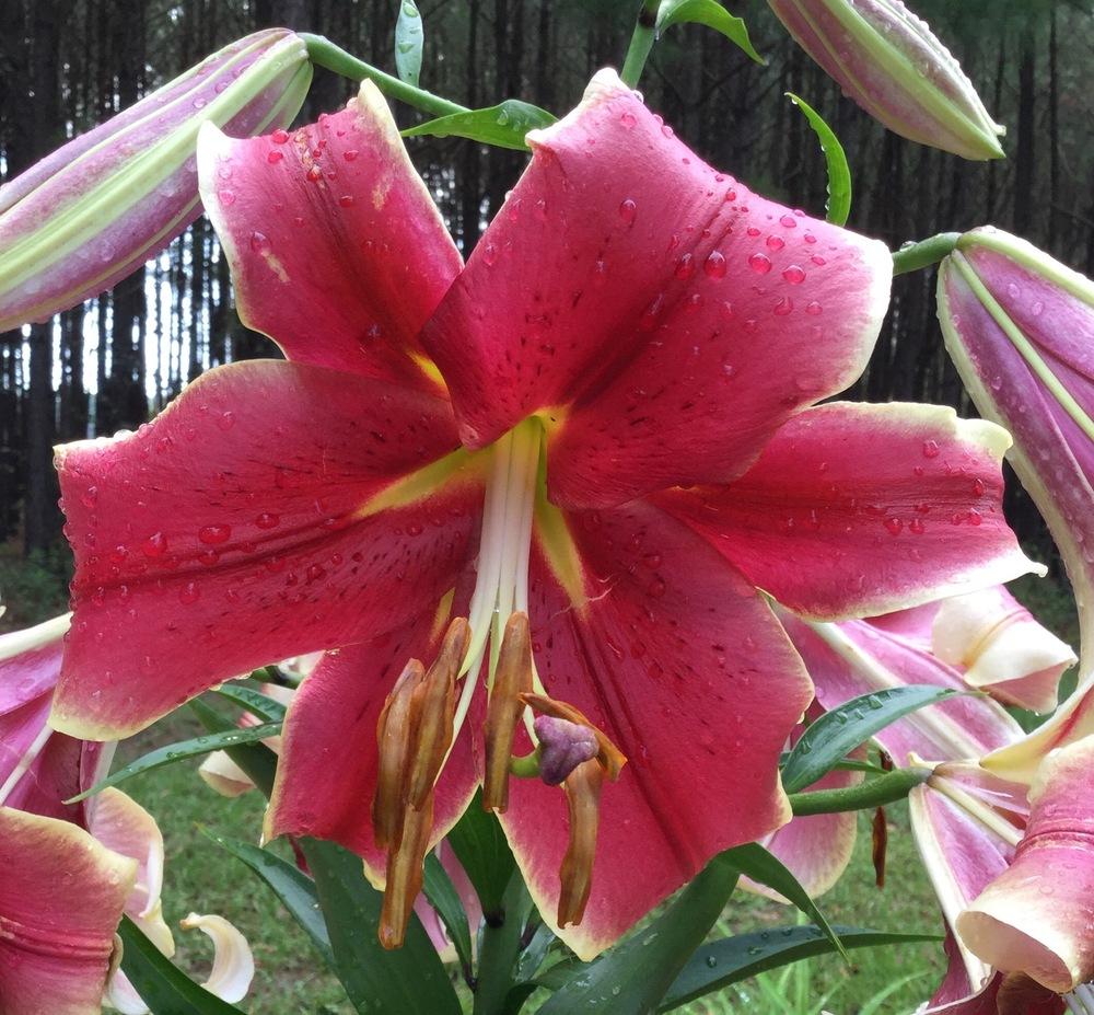 Photo of Lily (Lilium African Lady) uploaded by scflowers