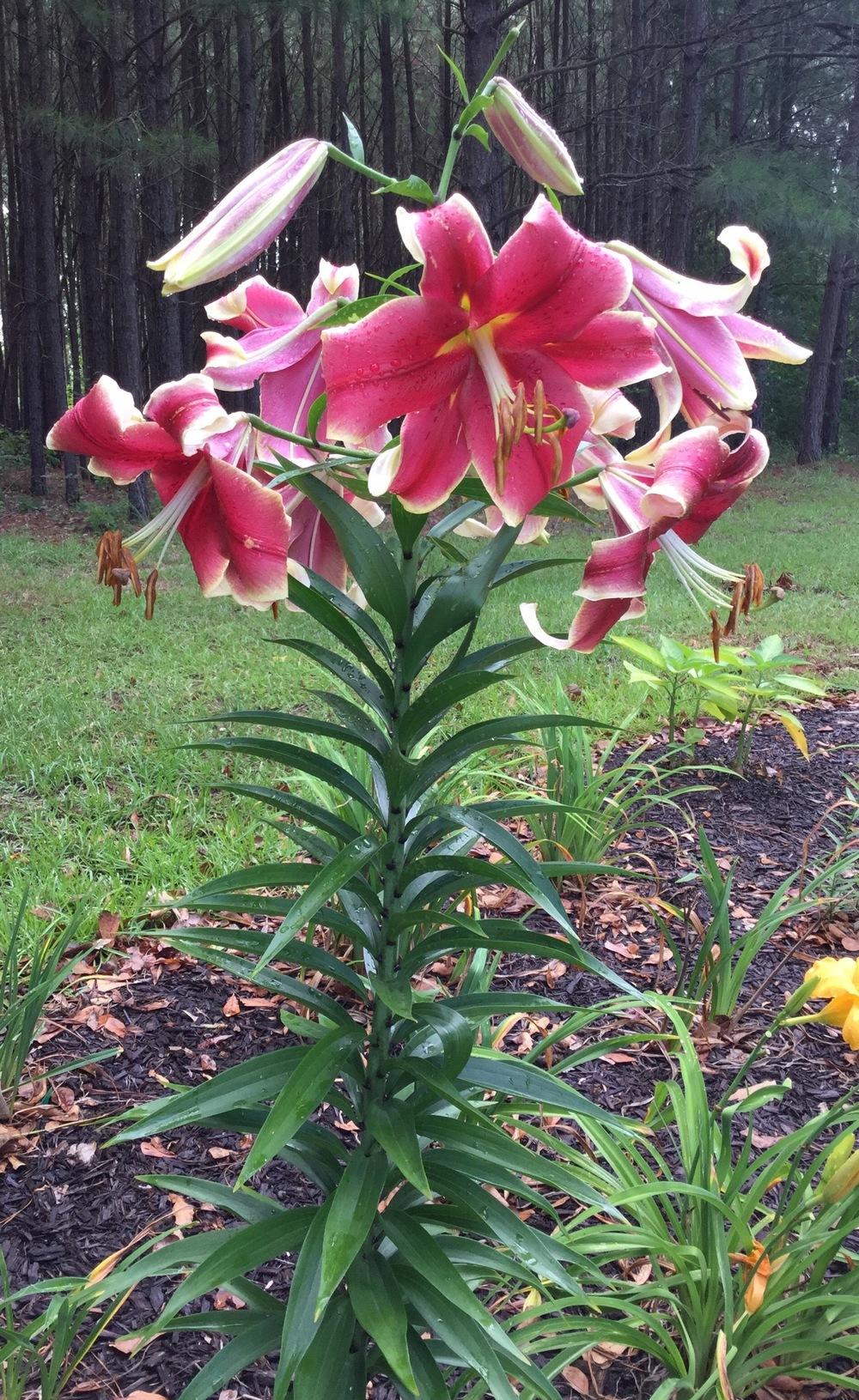 Photo of Lily (Lilium African Lady) uploaded by scflowers