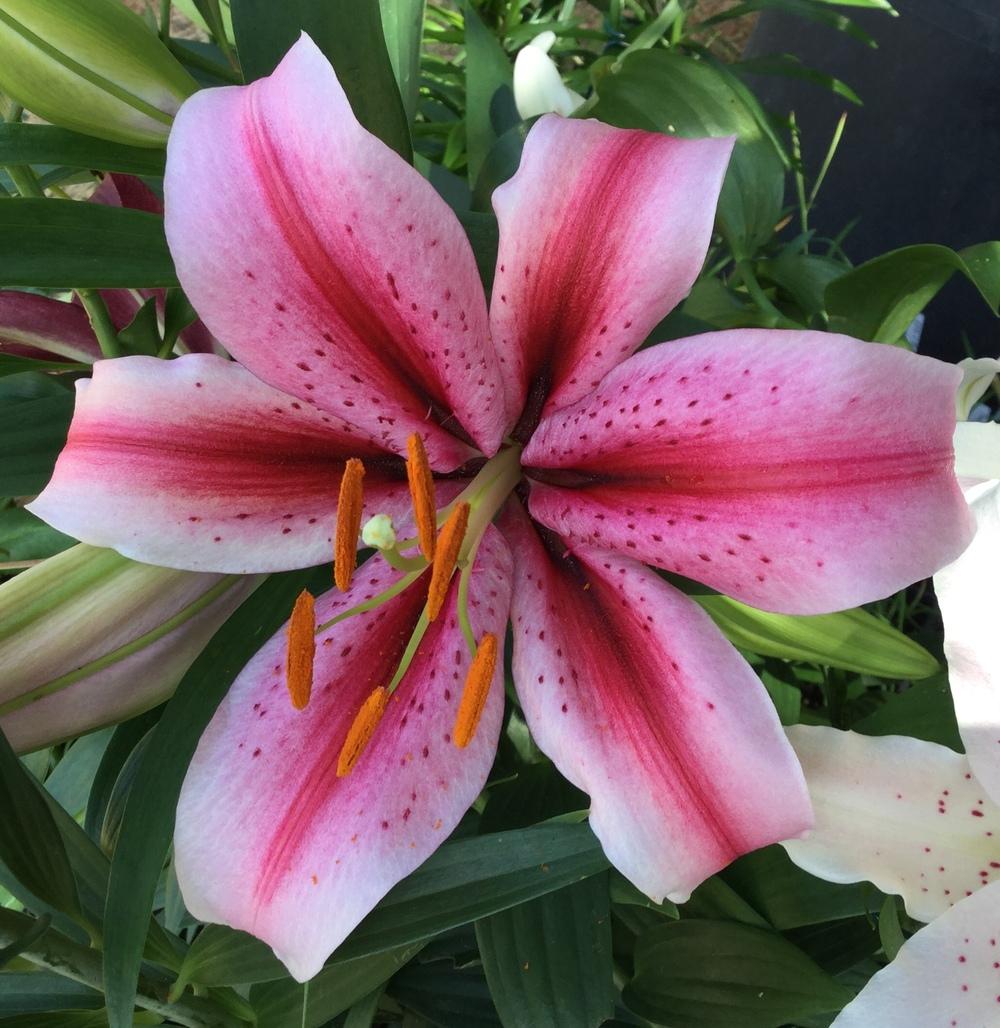 Photo of Lily (Lilium 'Raspberry Ribbons') uploaded by scflowers