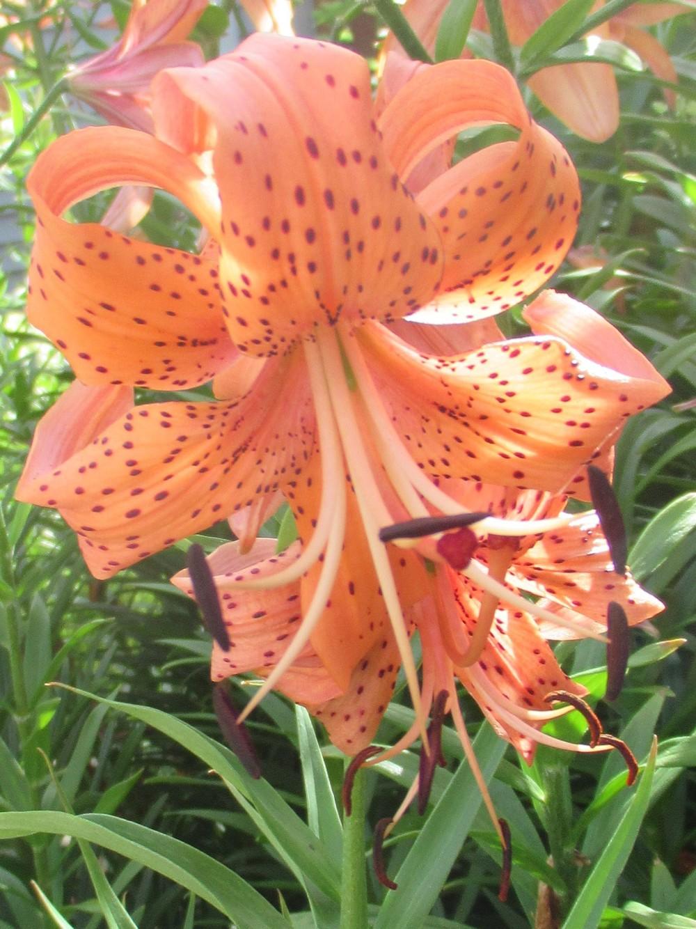 Photo of Asiatic Lily (Lilium 'Jasper') uploaded by stilldew