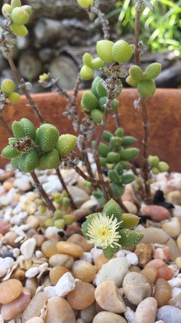 Photo of Ice Plant (Delosperma echinatum) uploaded by Belovedhoneygirl