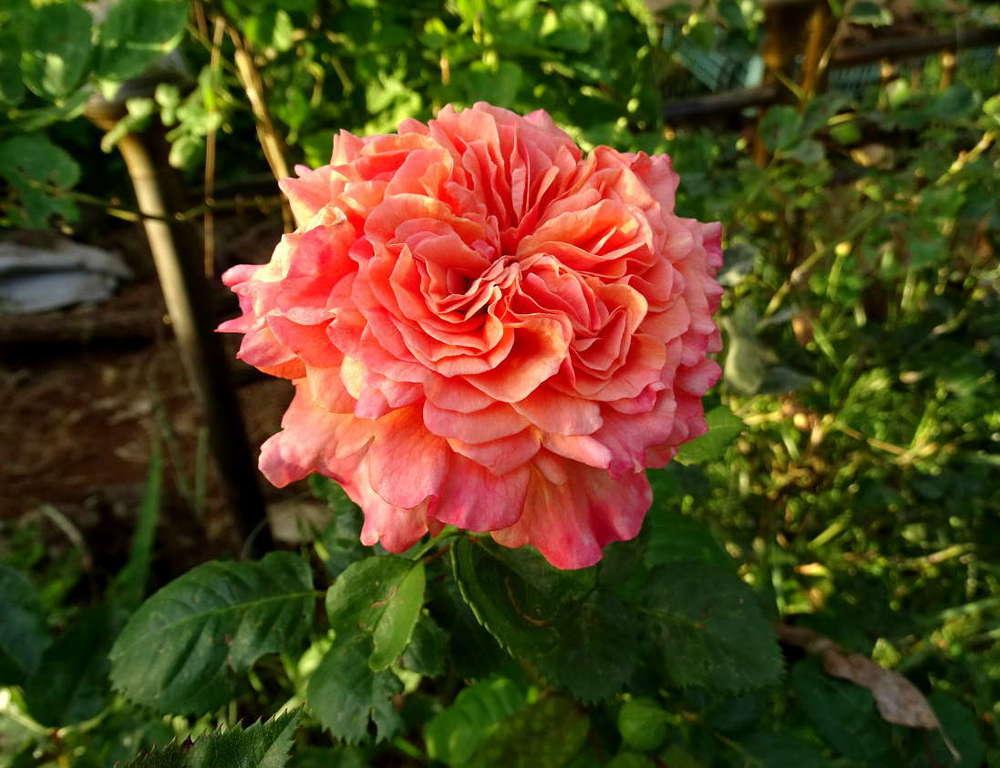 Photo of Rose (Rosa 'Sunset Dreams') uploaded by Beth_NorCal