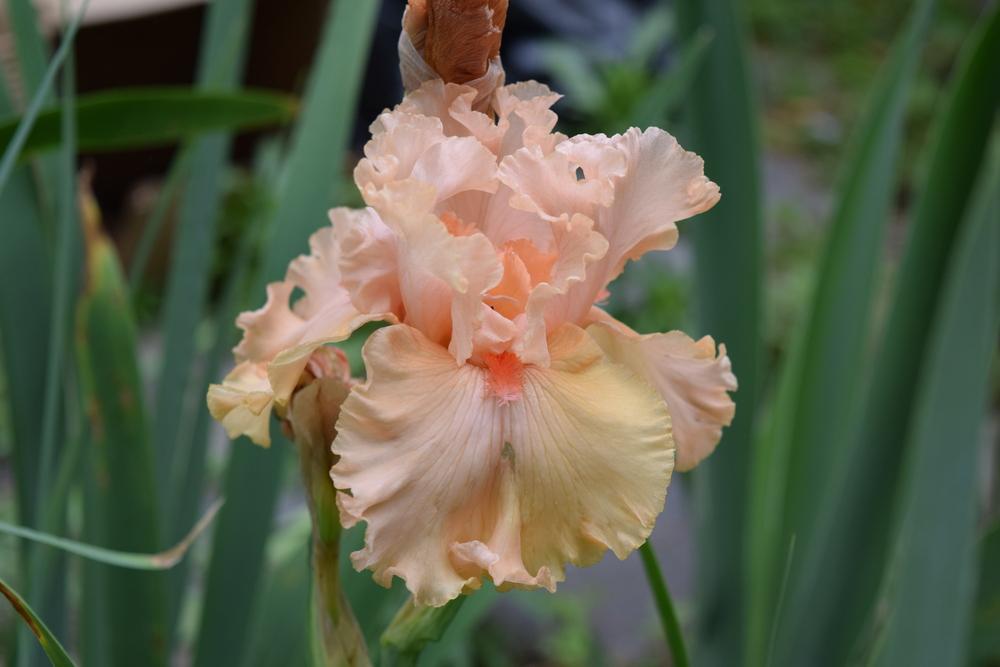 Photo of Tall Bearded Iris (Iris 'Birthday Girl') uploaded by Dachsylady86