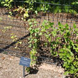 Location: Mount Cuba Center, Hockessin, Delaware
Date: 2018-06-29
vine on trellis in trial gardens