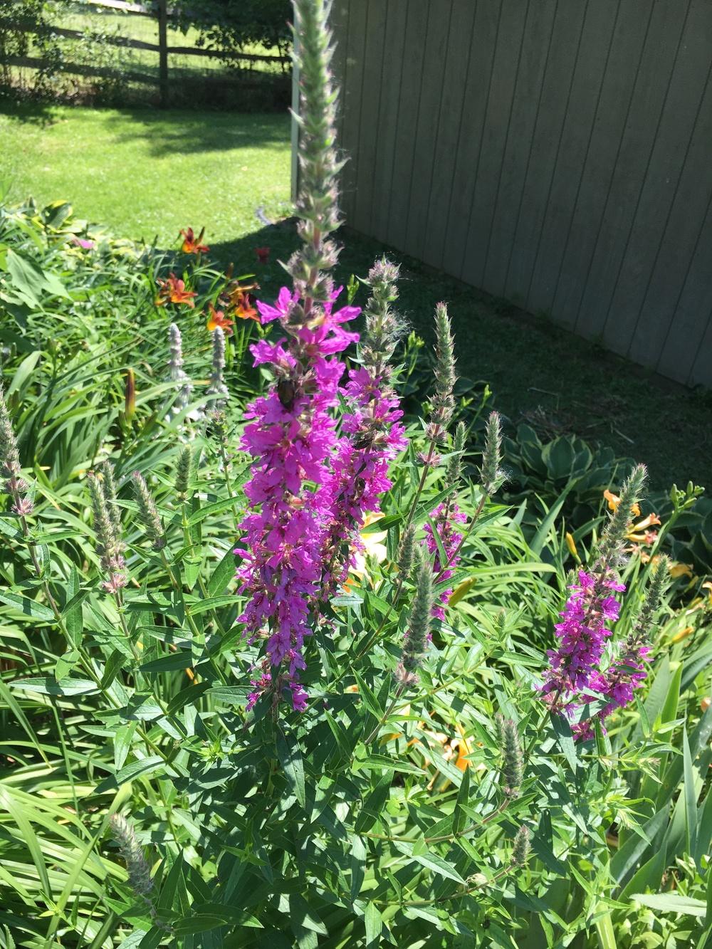 Photo of Purple Loosestrife (Lythrum salicaria) uploaded by Lucichar