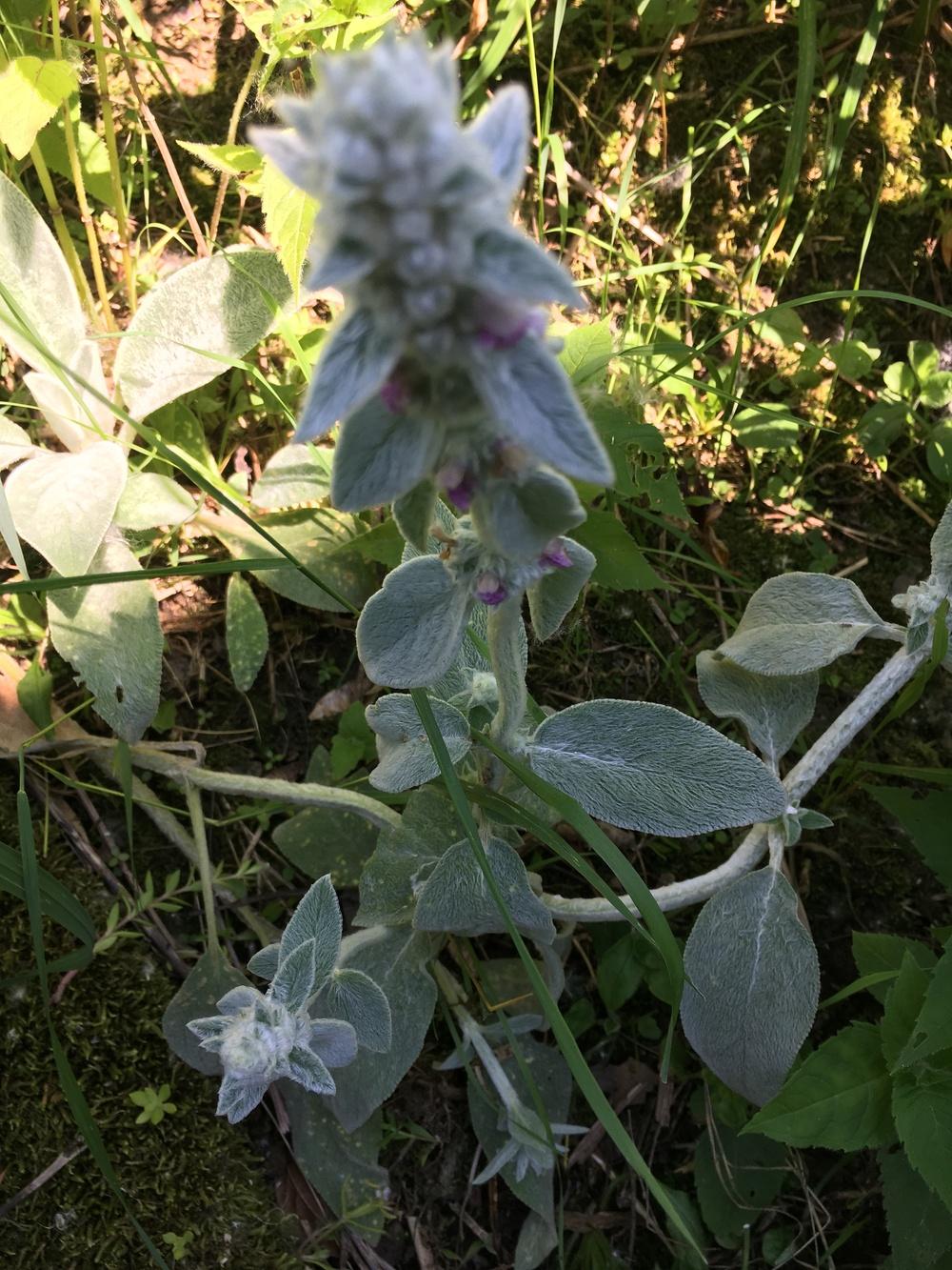 Photo of Lambs' Ears (Stachys byzantina) uploaded by Lucichar