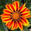 Spectacular cannot be ignored flower on Gazania Big Kiss