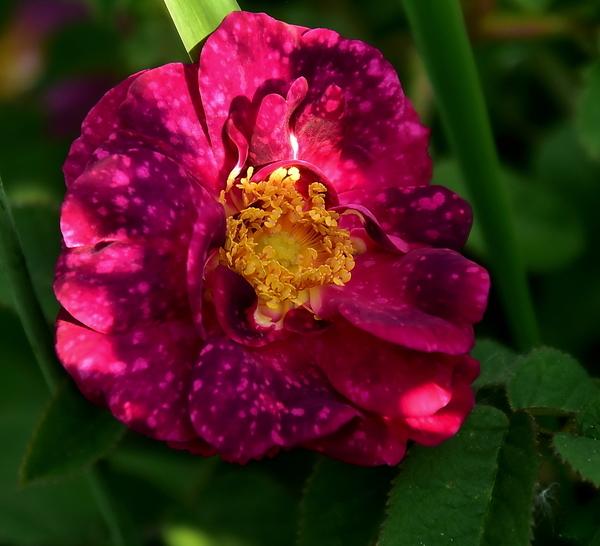 Photo of Rose (Rosa 'Alain Blanchard') uploaded by Orsola