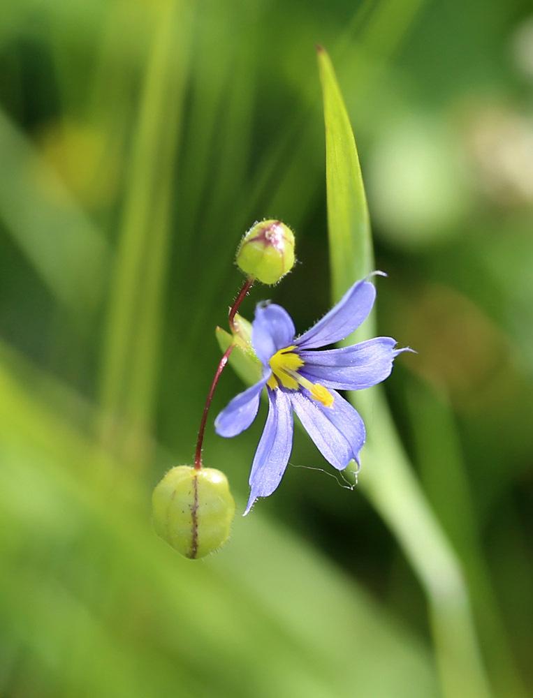 Photo of Eastern Blue-Eyed Grass (Sisyrinchium atlanticum) uploaded by delirow