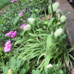 Location: Sharps Chapel, Tennessee
Date: 2018-07-01
Bunny tails as part of a window box planting.