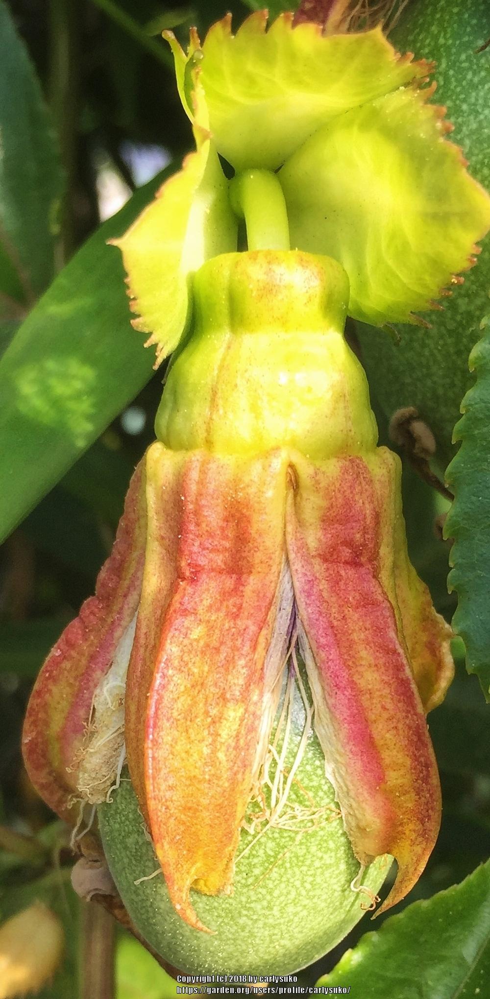 Photo of Passion Flower (Passiflora edulis) uploaded by carlysuko