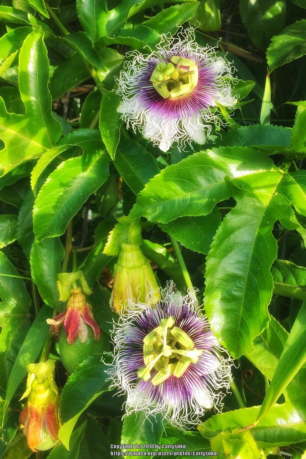 Photo of Passion Flower (Passiflora edulis) uploaded by carlysuko