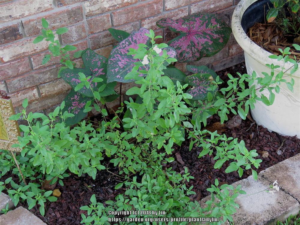 Photo of Salvia (Salvia x jamensis Heatwave™ Glimmer) uploaded by plantladylin