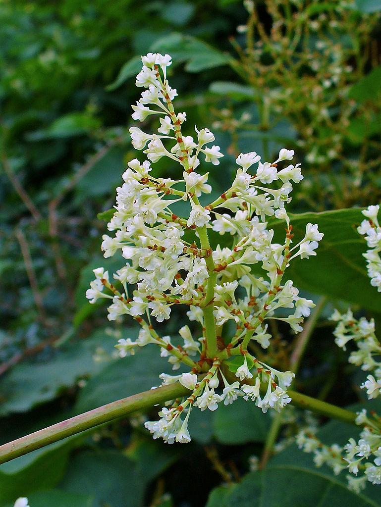 Photo of Japanese Knotweed (Reynoutria japonica) uploaded by robertduval14