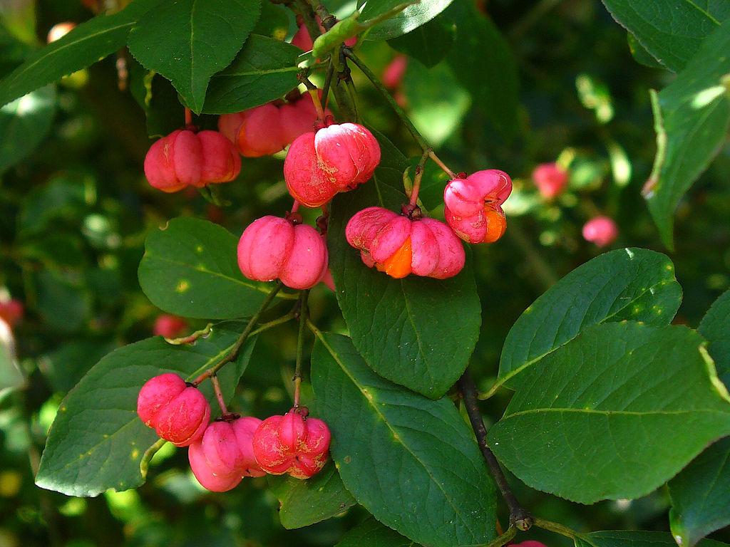 Photo of European Spindle (Euonymus europaeus) uploaded by robertduval14