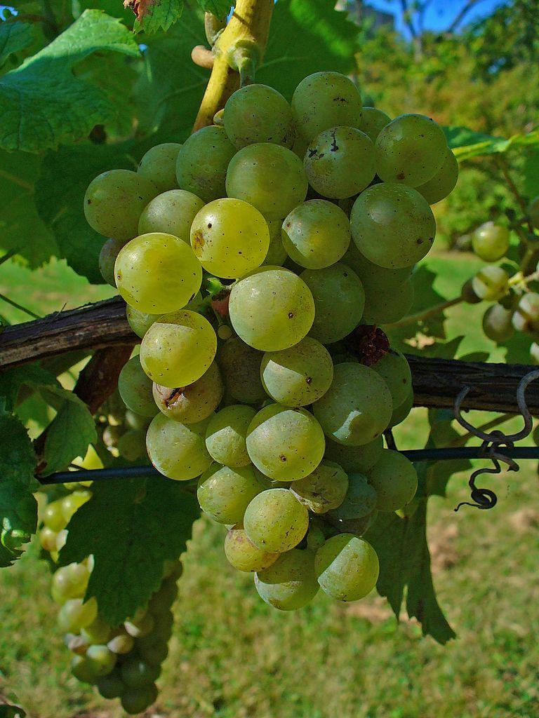 Photo of Grape (Vitis vinifera) uploaded by robertduval14