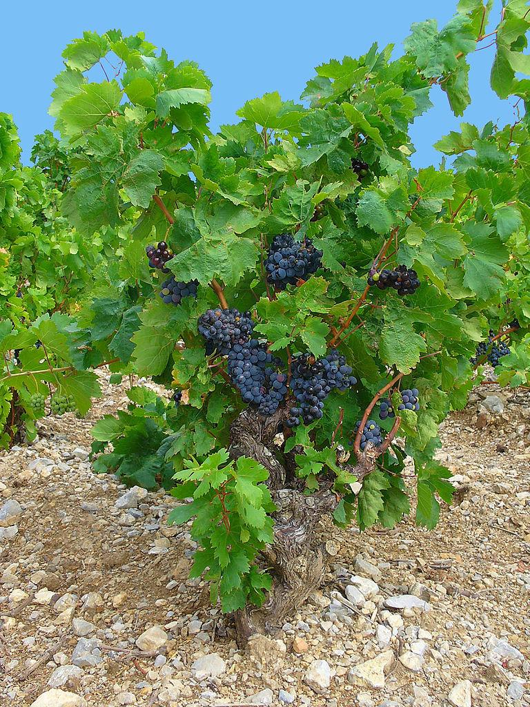 Photo of Grape (Vitis vinifera) uploaded by robertduval14