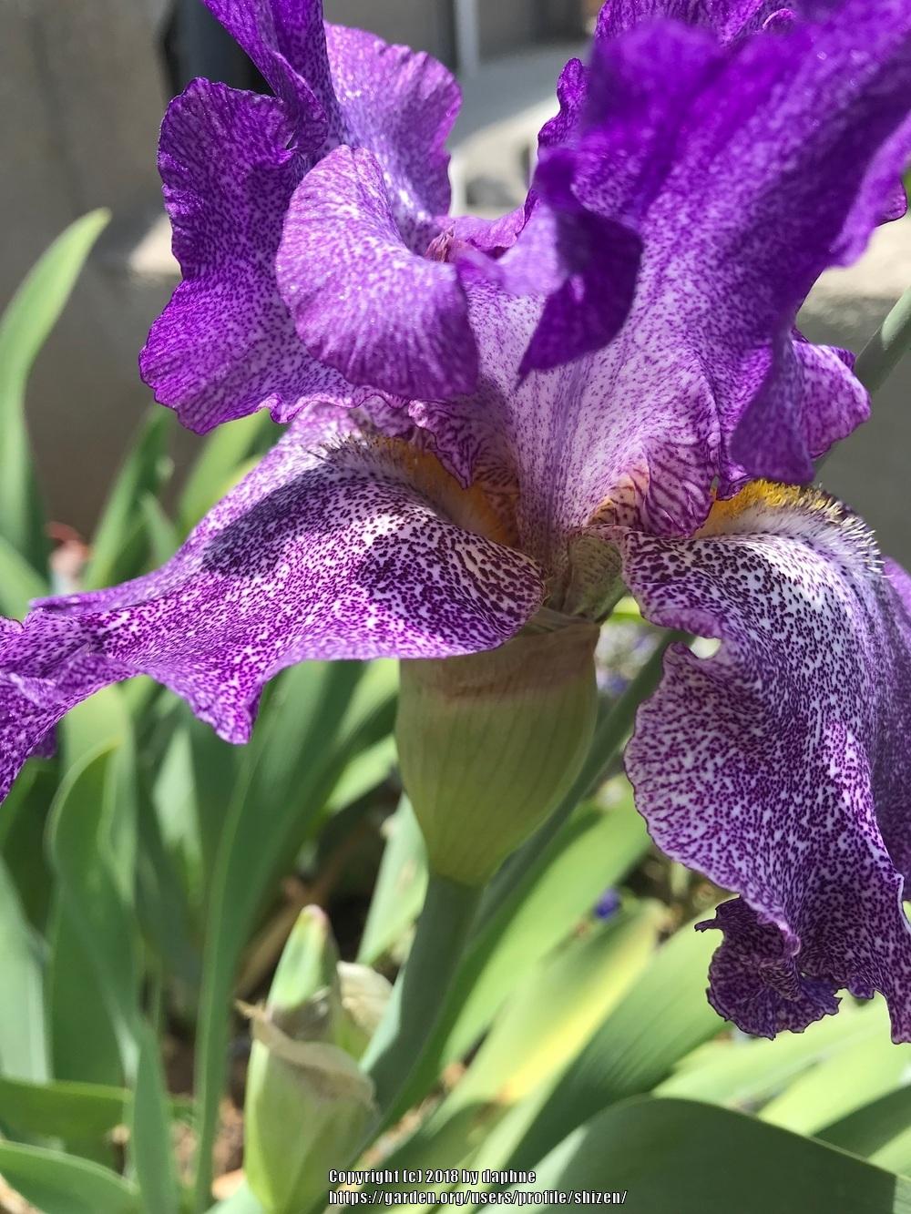 Photo of Tall Bearded Iris (Iris 'Autumn Explosion') uploaded by shizen