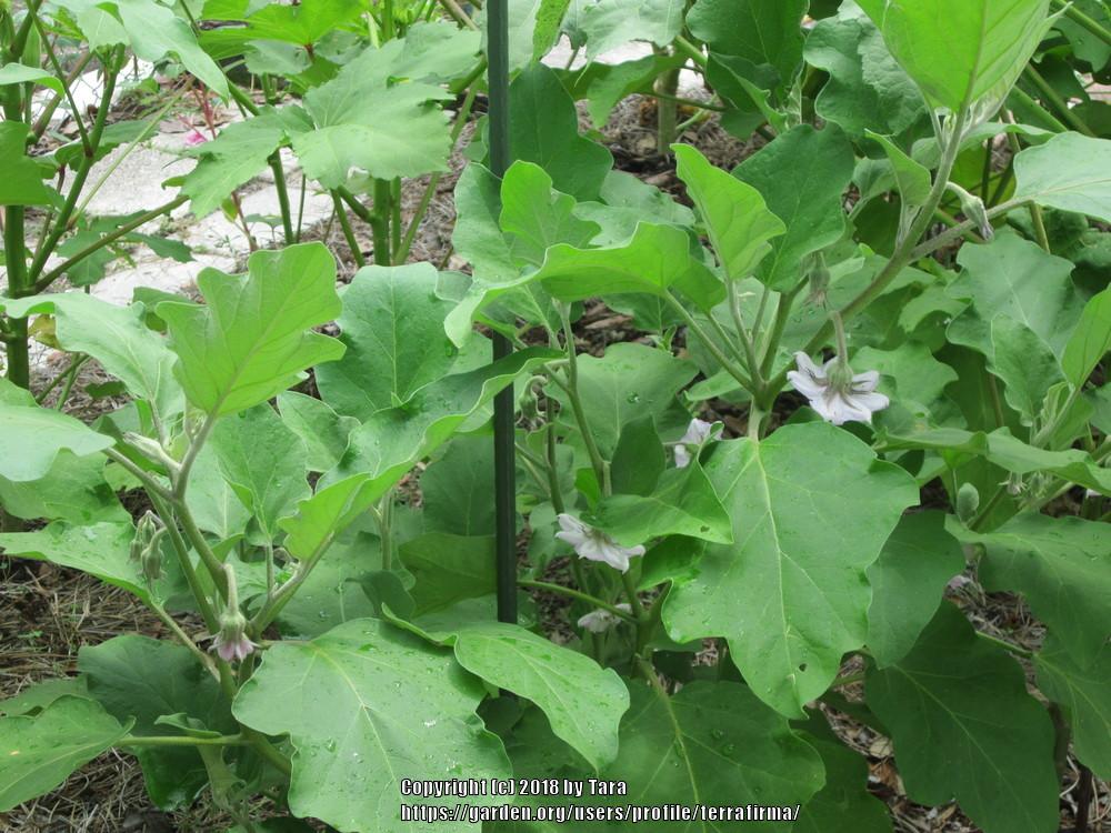 Photo of Eggplant (Solanum melongena 'Black Beauty') uploaded by terrafirma