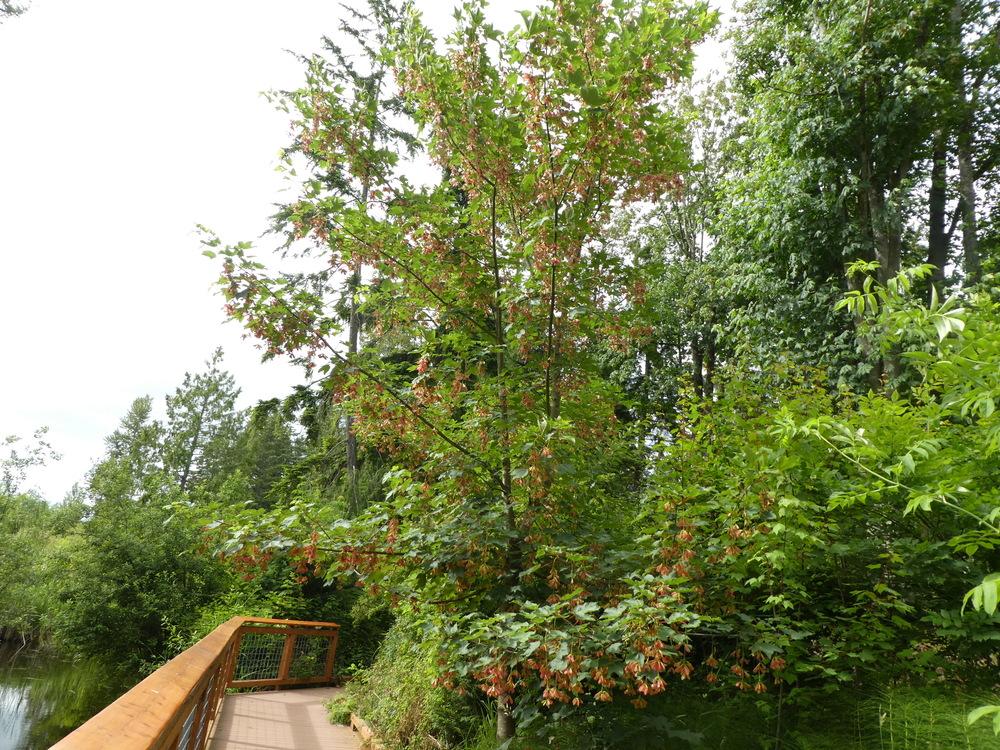 Photo of Douglas’ Maple (Acer glabrum var. douglasii) uploaded by Bonehead