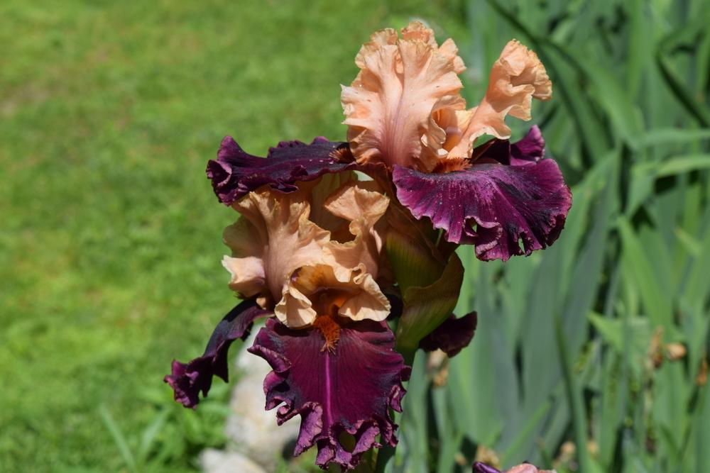 Photo of Tall Bearded Iris (Iris 'Toronto') uploaded by Dachsylady86
