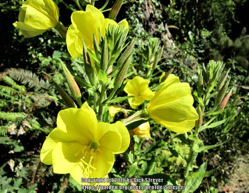 Photo of Common Evening Primrose (Oenothera biennis) uploaded by Strever