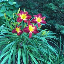 Location: My garden, Pequea, Pennsylvania, USA
Date: 2018-07-02
Lovely, reliable blooms; excellent clump; a top favorite