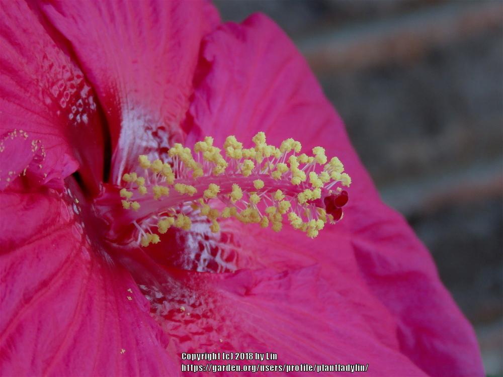 Photo of Hybrid Hardy Hibiscus (Hibiscus 'Summer in Paradise') uploaded by plantladylin