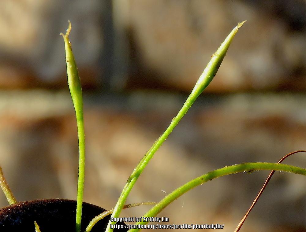 Photo of Ball Moss (Tillandsia recurvata) uploaded by plantladylin