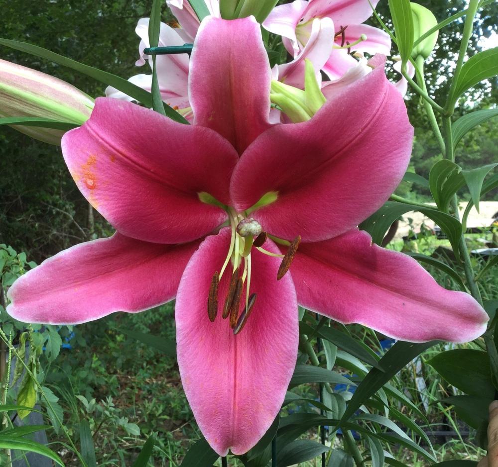 Photo of Lily (Lilium 'Esta Bonita') uploaded by scflowers