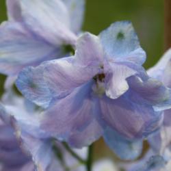 Location: My Garden, Ontario, Canada
Date: 2018-06-30
A lovely mix of lavender and blue.