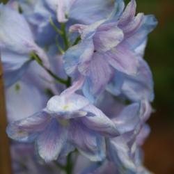 Location: My Garden, Ontario, Canada
Date: 2018-06-30
A lovely soft lavender delphinium, blooming slightly earlier than