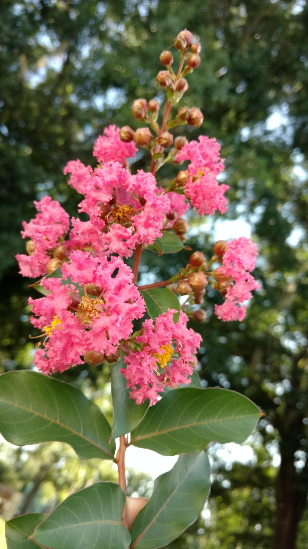 Photo of Crape Myrtle (Lagerstroemia indica 'Watermelon Red') uploaded by wilmarosebud