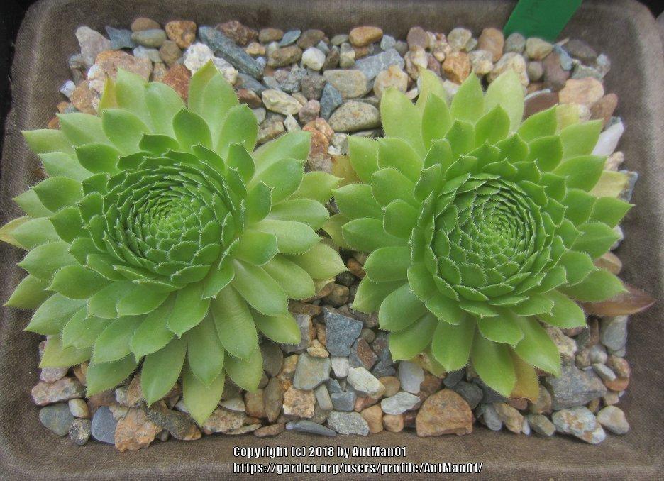 Photo of Hen and Chicks (Sempervivum 'Green Wheel') uploaded by AntMan01