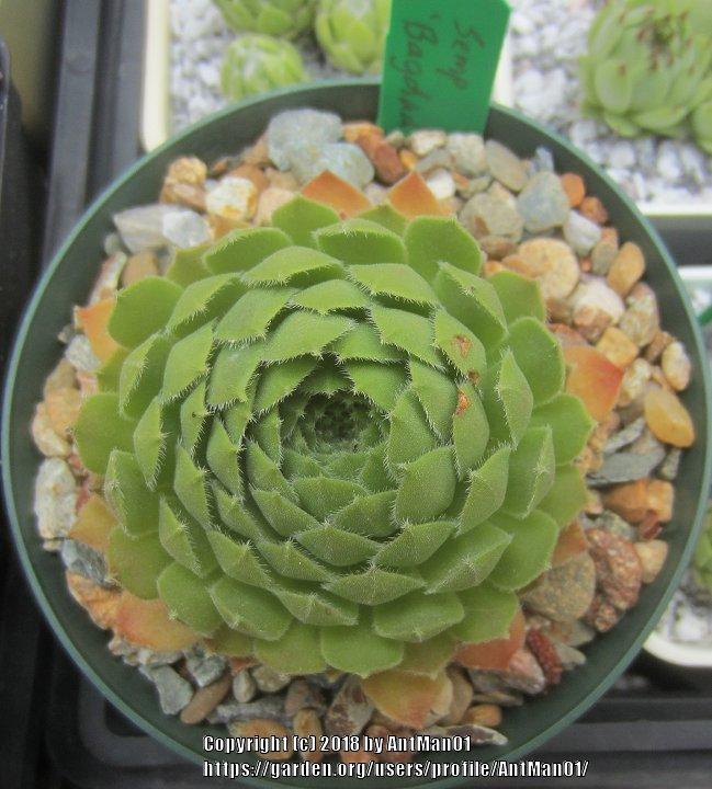 Photo of Hen and chicks (Sempervivum 'Bagdad') uploaded by AntMan01