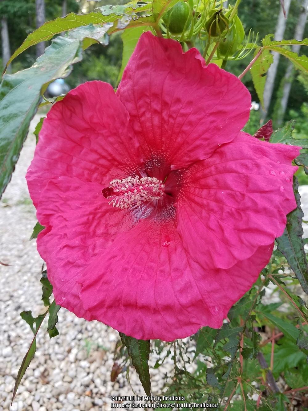 Photo of Hybrid Hardy Hibiscus (Hibiscus 'Plum Fantasy') uploaded by DraDiana