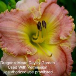 Location: Dragon’s Meade Daylilys
Hybridizers photo, Used with permission. Unauthorized use prohibi