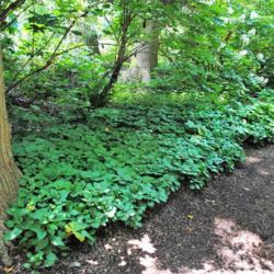 Location: Mount Cuba Center, Hockessin, Delaware
Date: 2018-06-29
large patch of groundcover