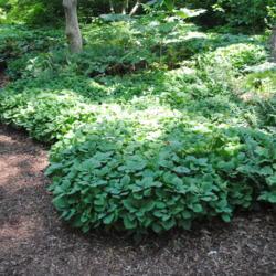 Location: Mount Cuba Center, Hockessin, Delaware
Date: 2018-06-29
a great patch of this groundcover